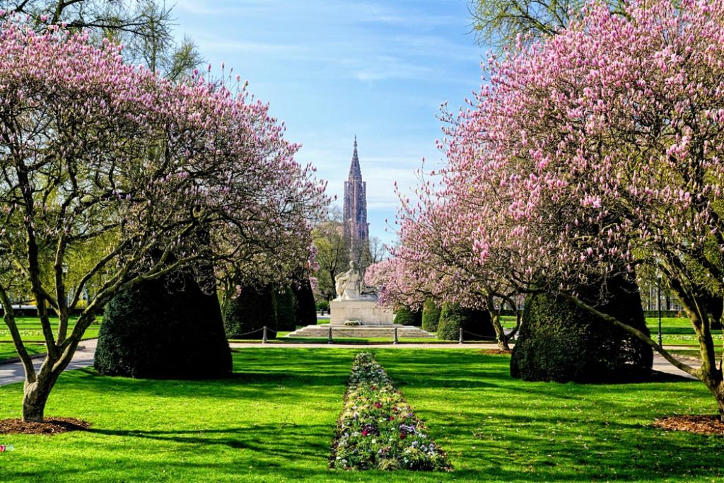Magnolias en fleurs place de la république à Strasbourg