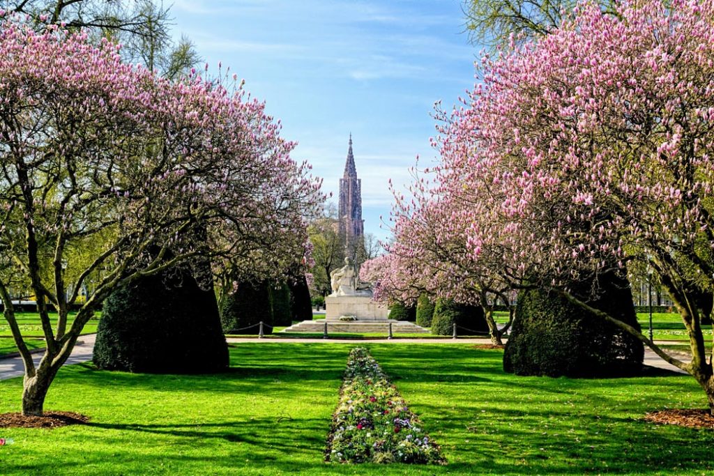 Magnolias en fleurs place de la république à Strasbourg