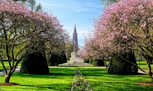 Les magnolias de la place de la République