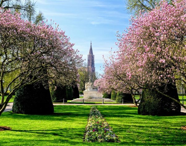 Les magnolias de la place de la République