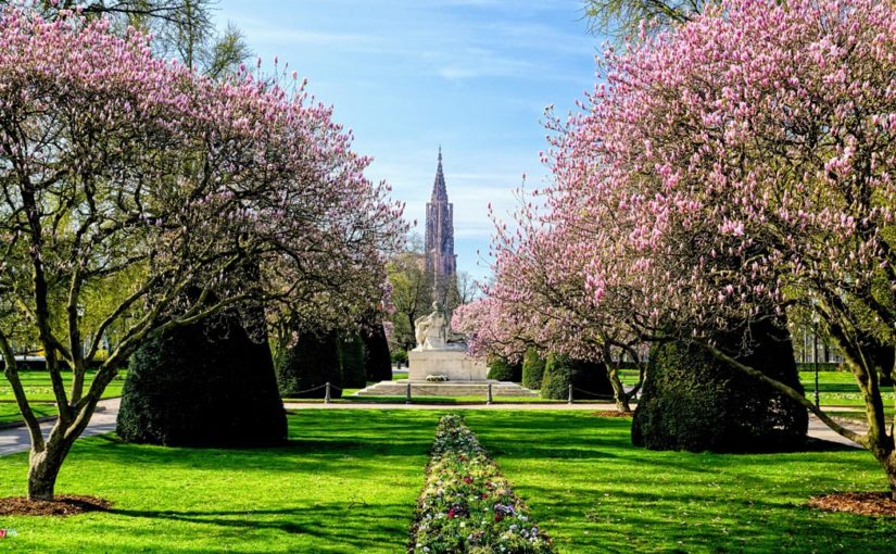Magnolias en fleurs place de la république à Strasbourg