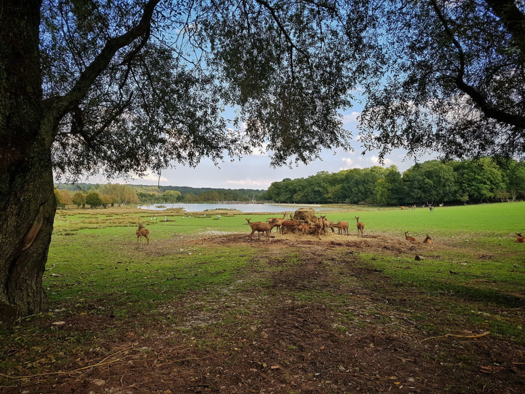 Cerfs et daims du parc de Sainte-Croix