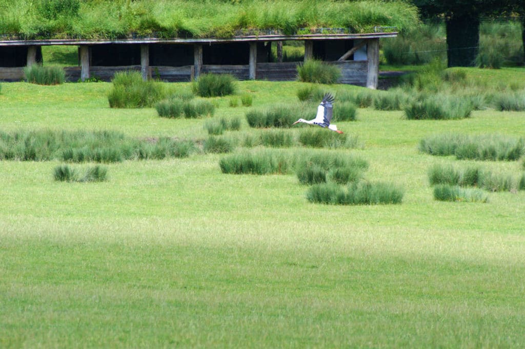 Cigogne au Parc de Sainte-Croix