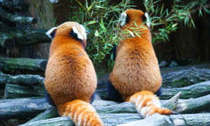 Visite du Parc Animalier de Sainte-Croix