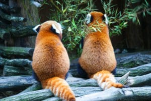 Pandas roux au Parc de Sainte Croix