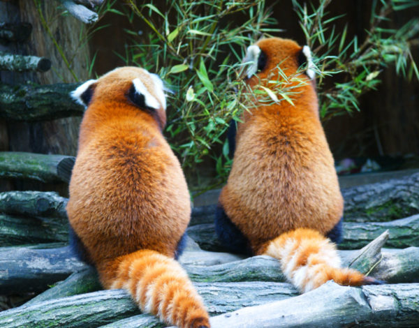 Visite du Parc Animalier de Sainte-Croix