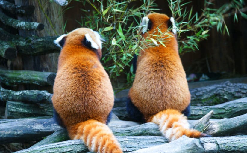 Pandas roux au Parc de Sainte Croix