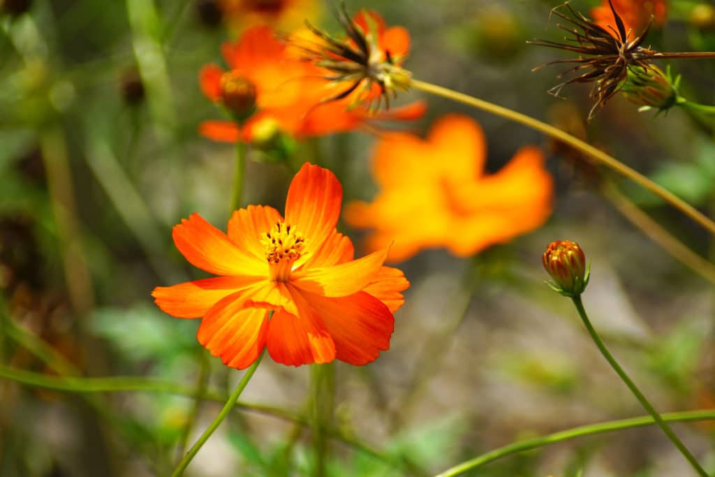 Fleurs au jardin botanique de Strasbourg