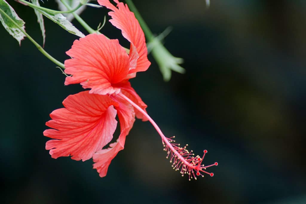 Fleur du jardin botanique de Strasbourg