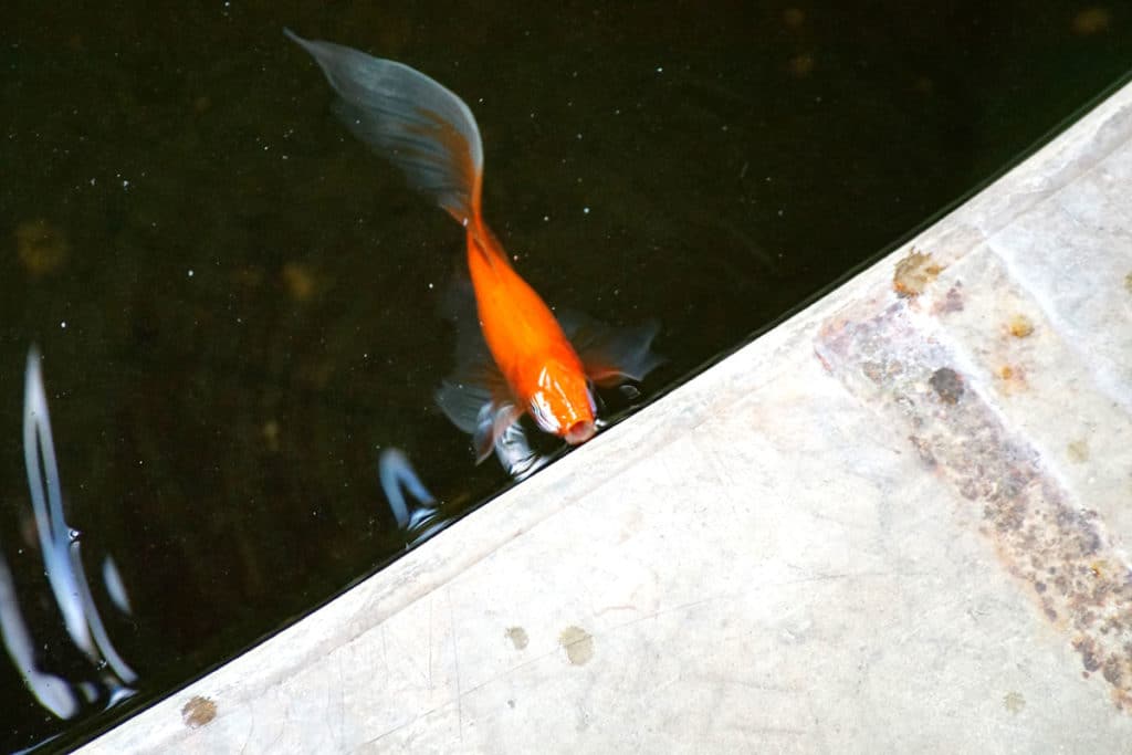 Poisson au jardin botanique de Strasbourg