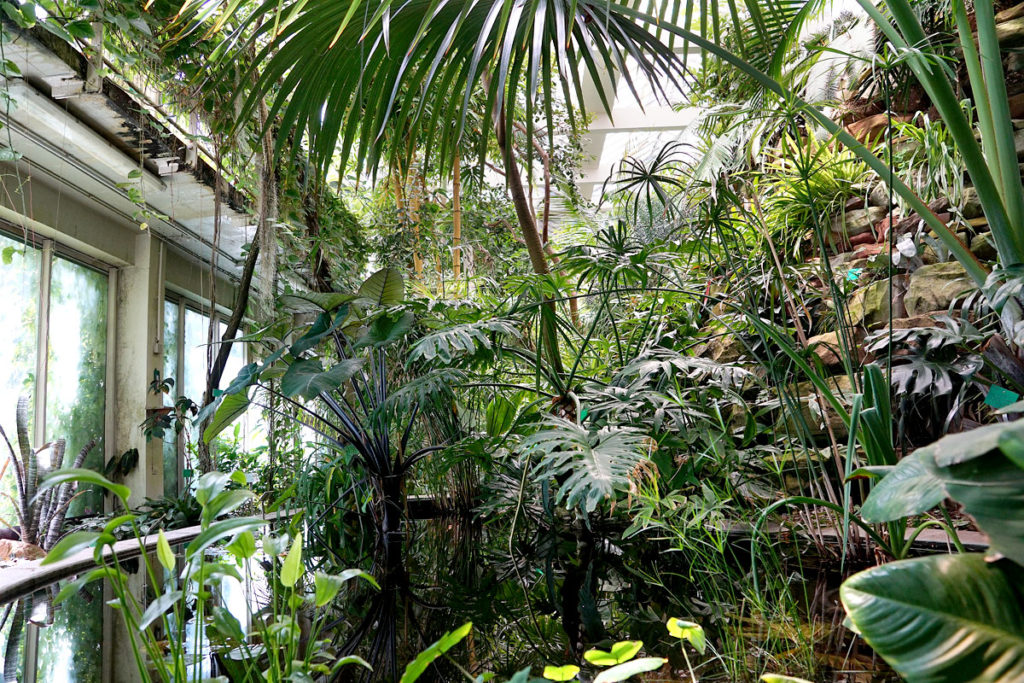 Serre tropicale du jardin botanique de Strasbourg