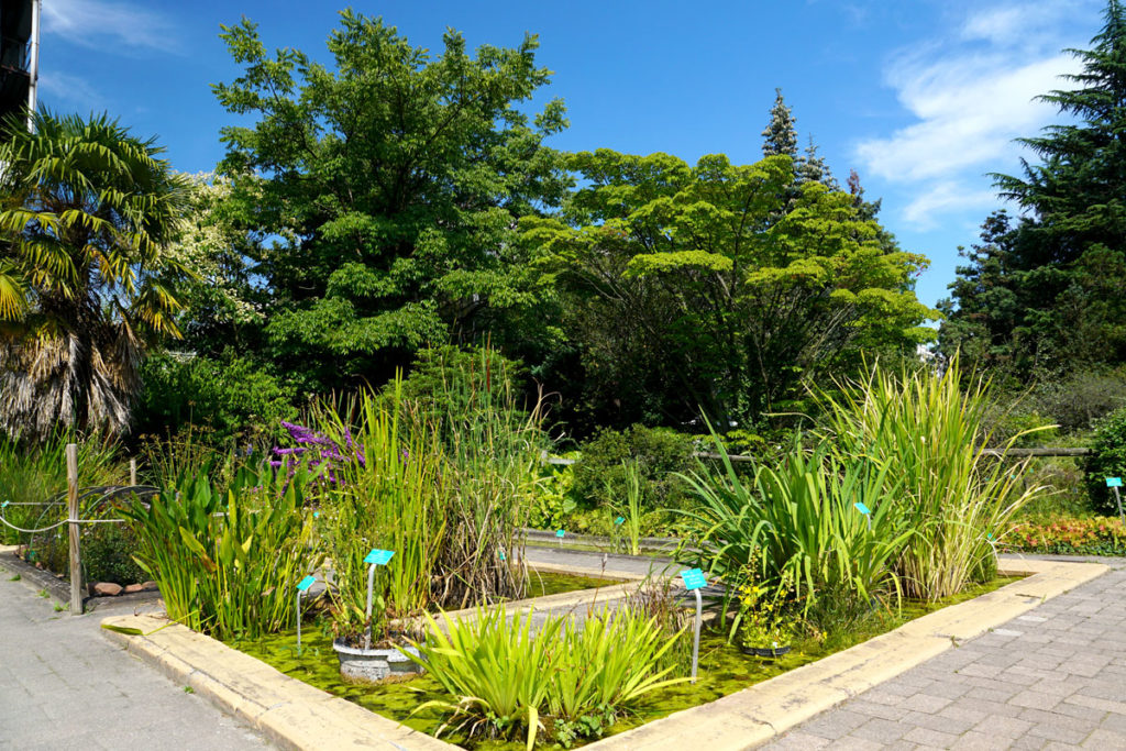 Bassins jardin botanique de Strasbourg