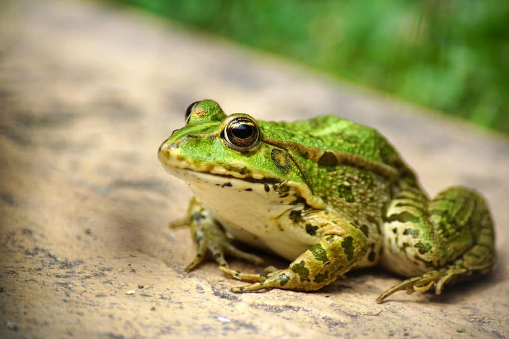 Grenouille au jardin botanique