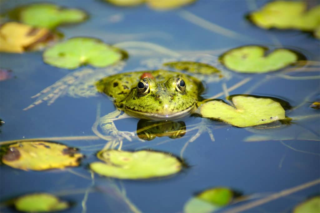 Grenouille au jardin botanique de Strasbourg