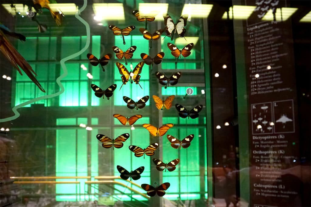 Papillons de la Grande Galerie de l'Evolution