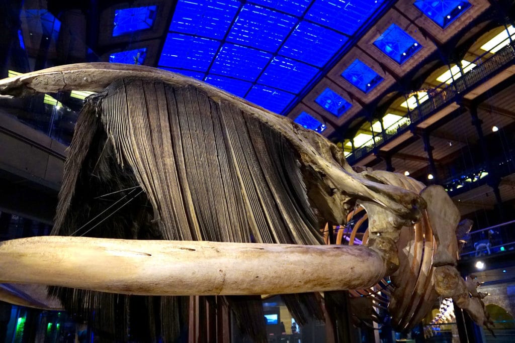 Baleine australe à la Grande Galerie de l'Evolution
