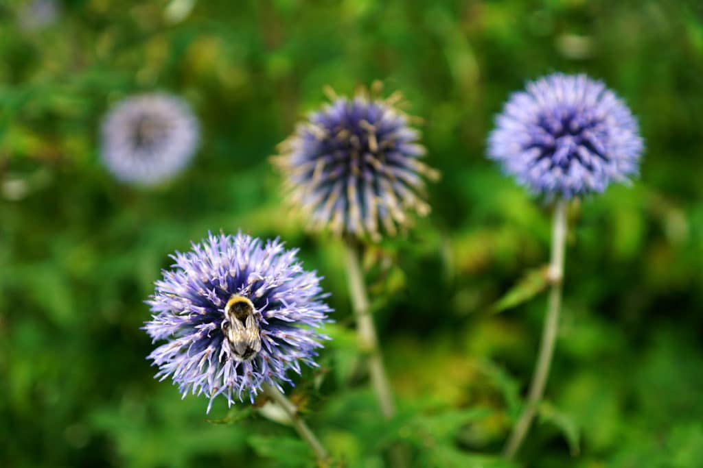 Fleurs du jardin botanique de Bayeux