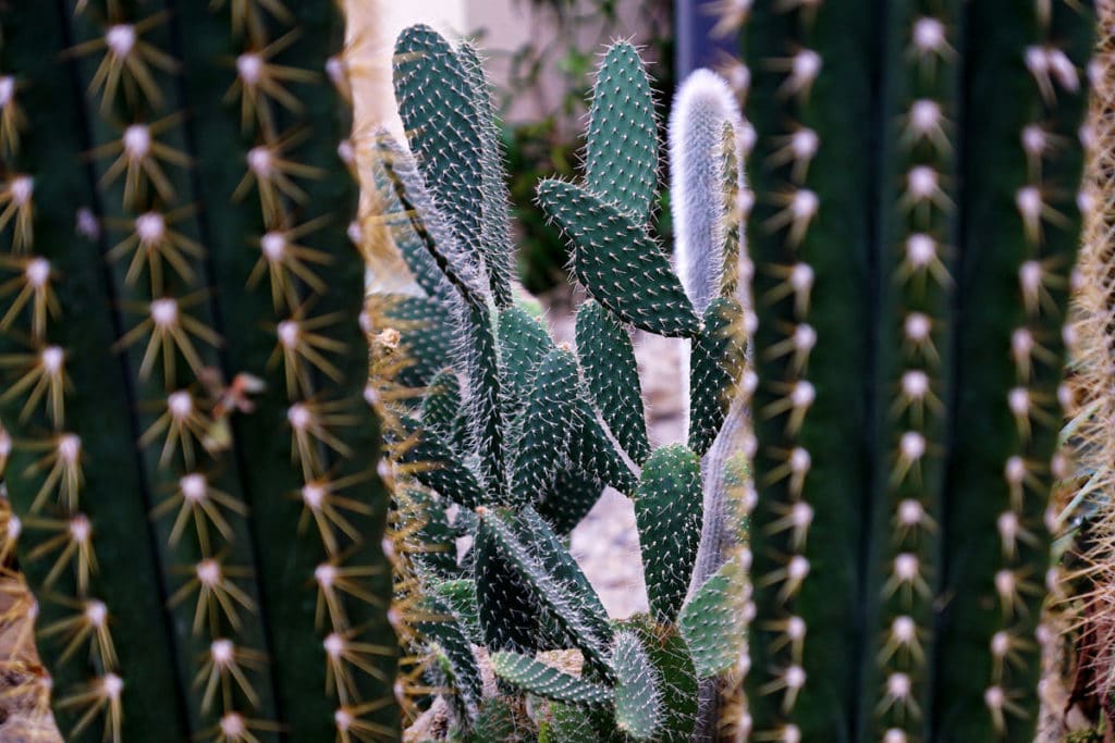 Cactus dans la serre du jardin botanique de Bayeux