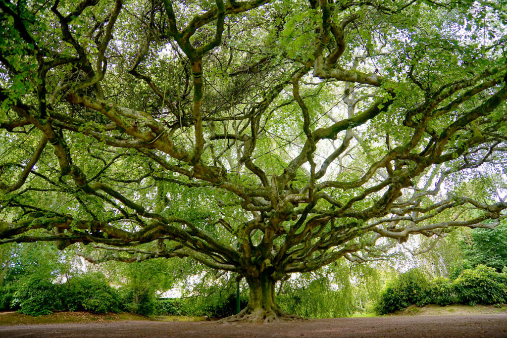 Hêtre pleureur du jardin botanique de Bayeux