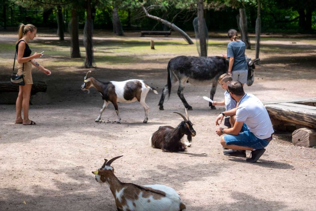 Animaux en liberté au parc Friedel à Illkirch