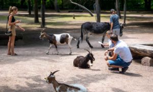 Parc Friedel : promenade au milieu des animaux en liberté