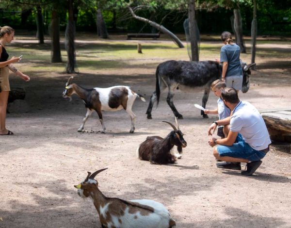 Parc Friedel : promenade au milieu des animaux en liberté