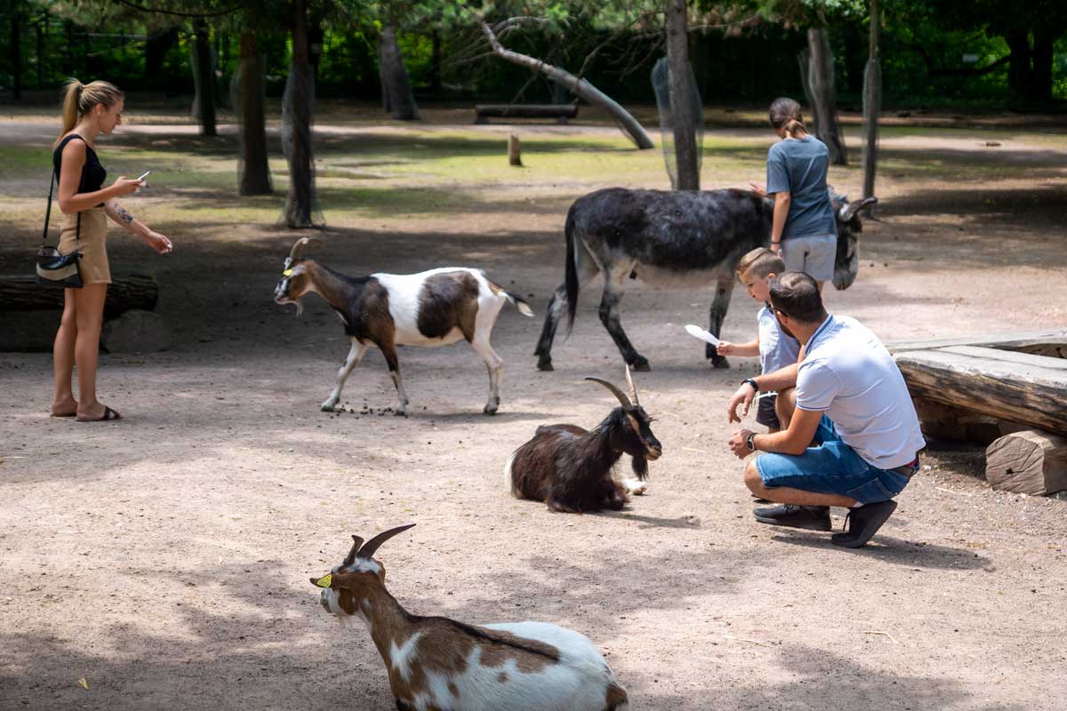 Parc Friedel : promenade au milieu des animaux en liberté - Cotad