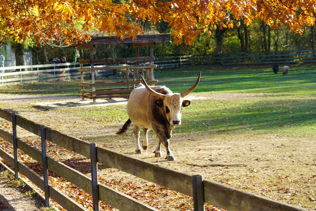 Watusi au Mundenhof