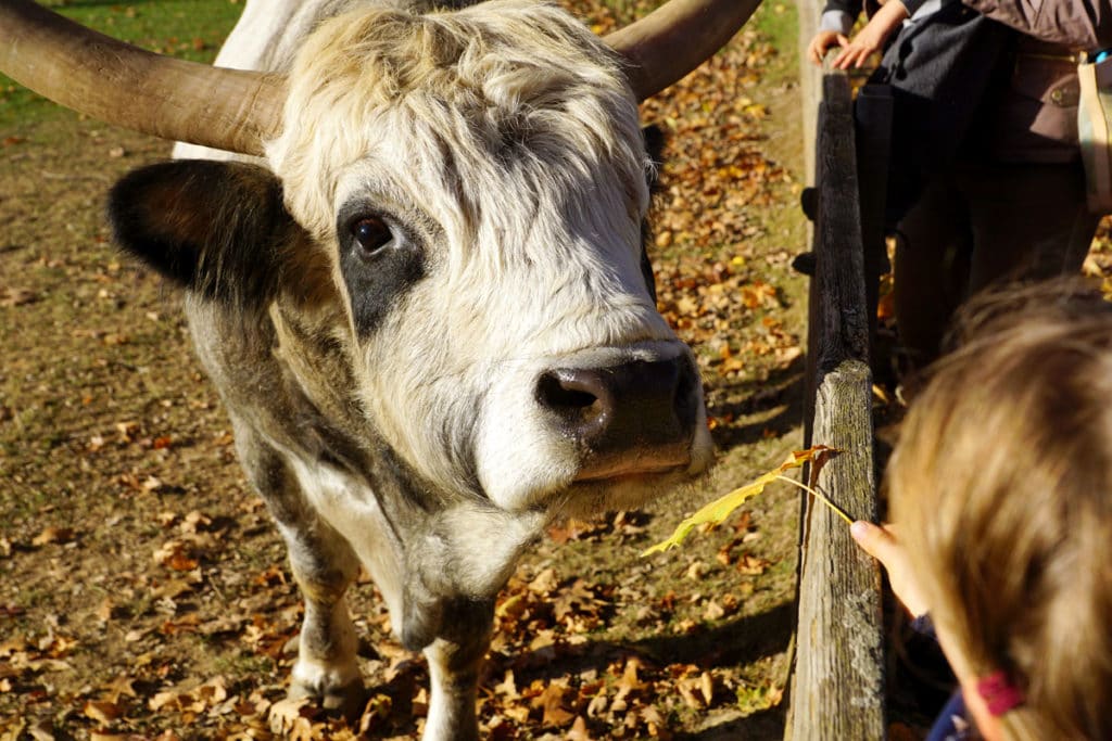 Watusi au Mundenhof