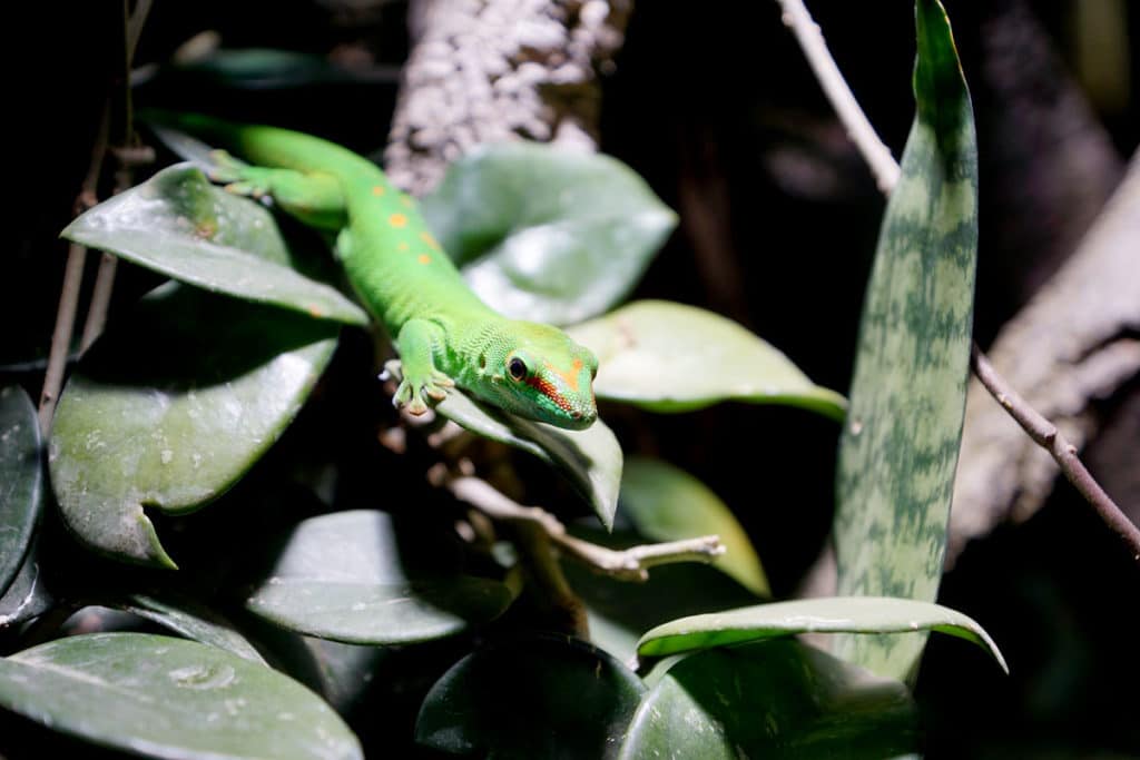 Gecko au Mundenhof
