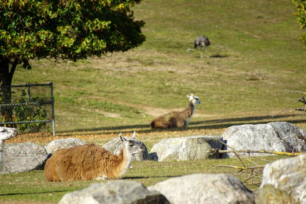 Lama et nandou au Mundenhof