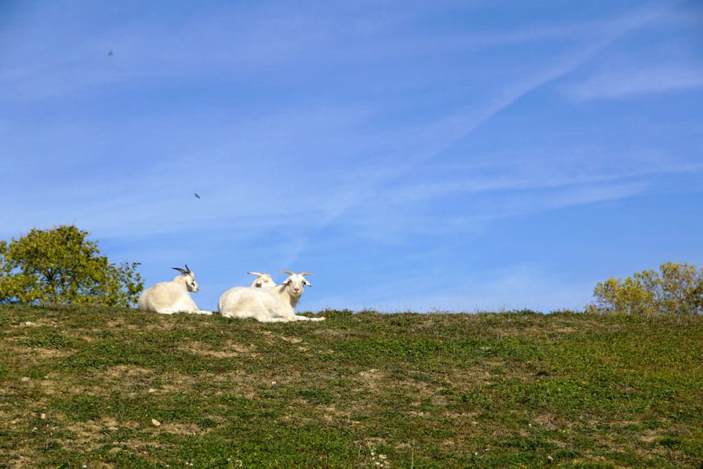Chèvres du cachemire au Mundenhof