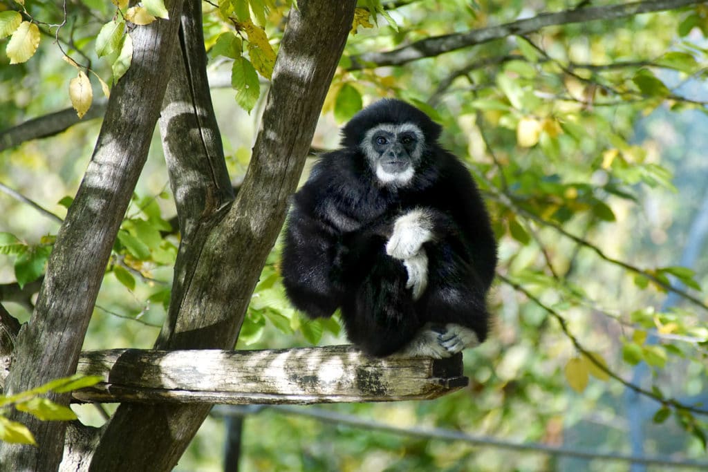 Gibbon au Mundenhof