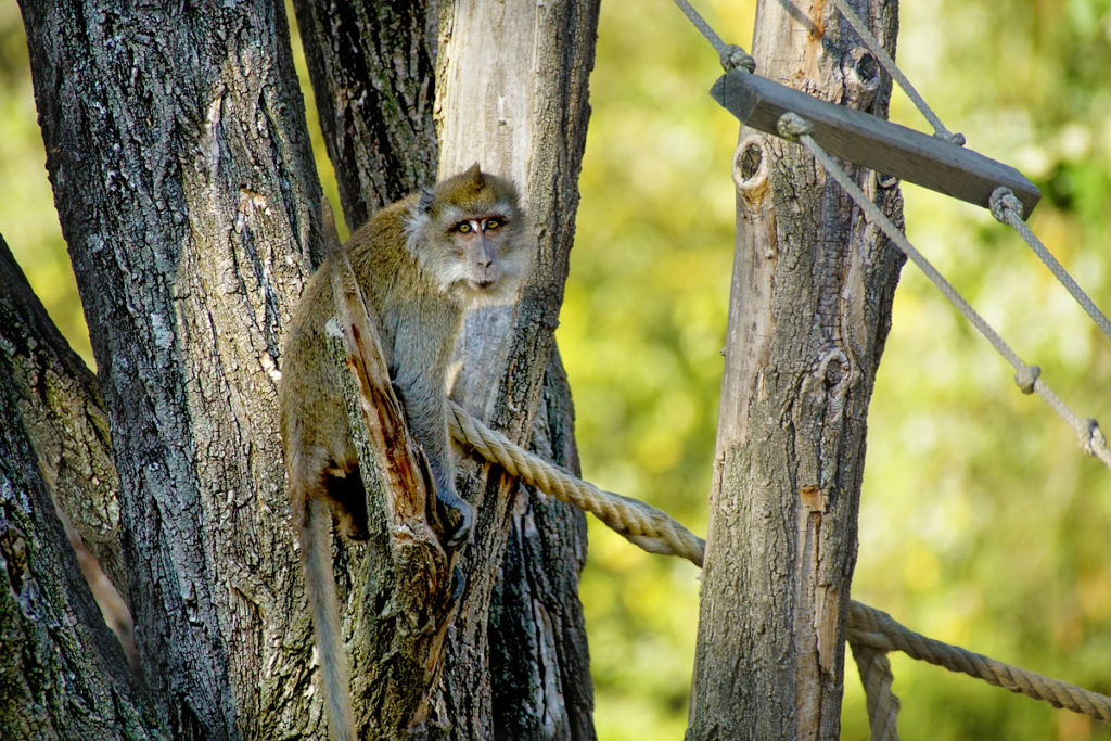 Macaque de Java au Mundenhof