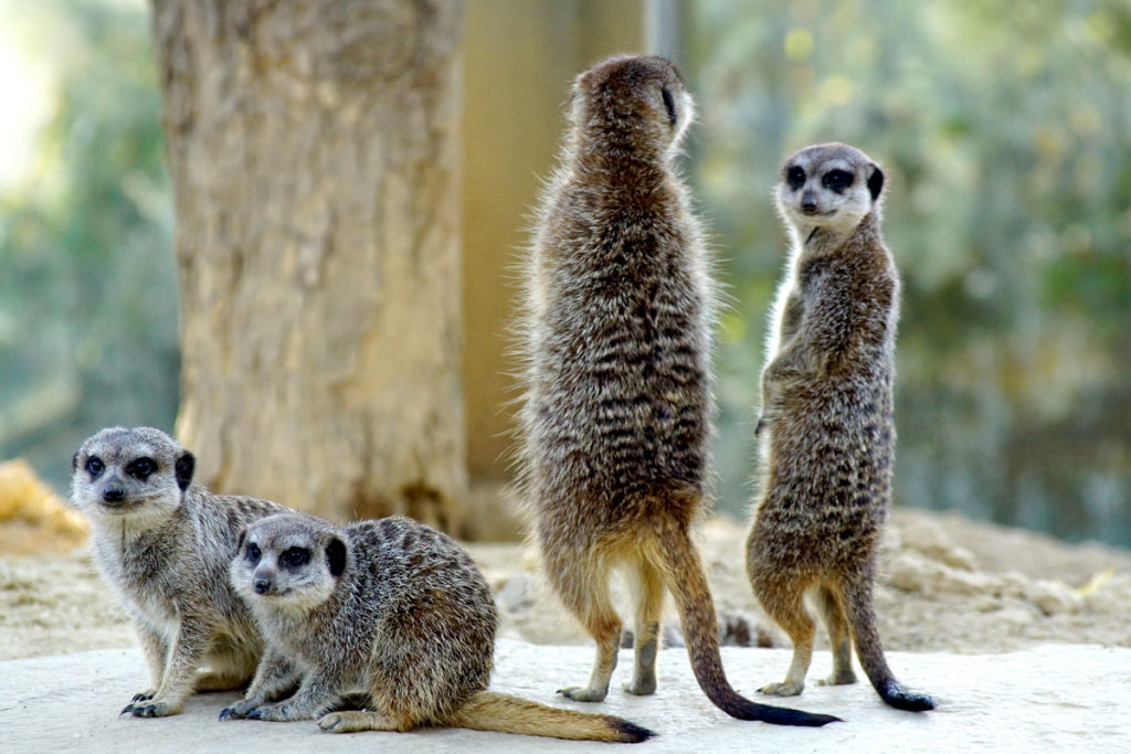 Suricates au Mundenhof