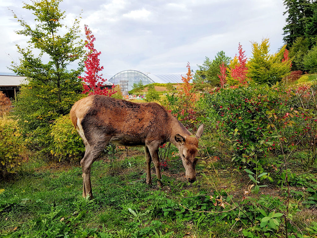 Biche au Center Parcs des Trois-Forêts