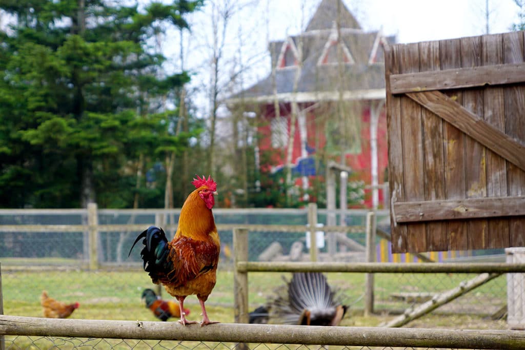 Le coq à la mini ferme de Center Parcs Trois Forets