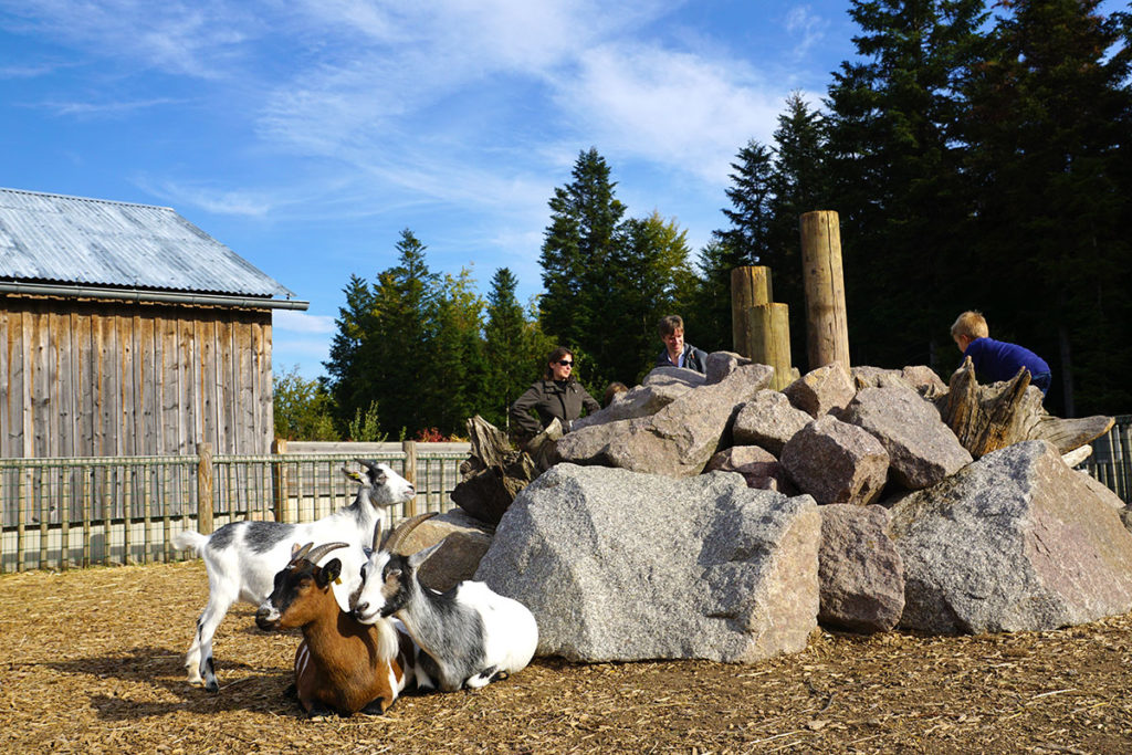 Les chèvres à la mini ferme de Center Parcs Trois Forêts