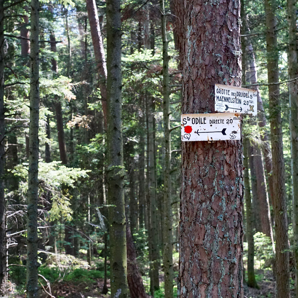 Circuits de randonnée au Mont Sainte-Odile