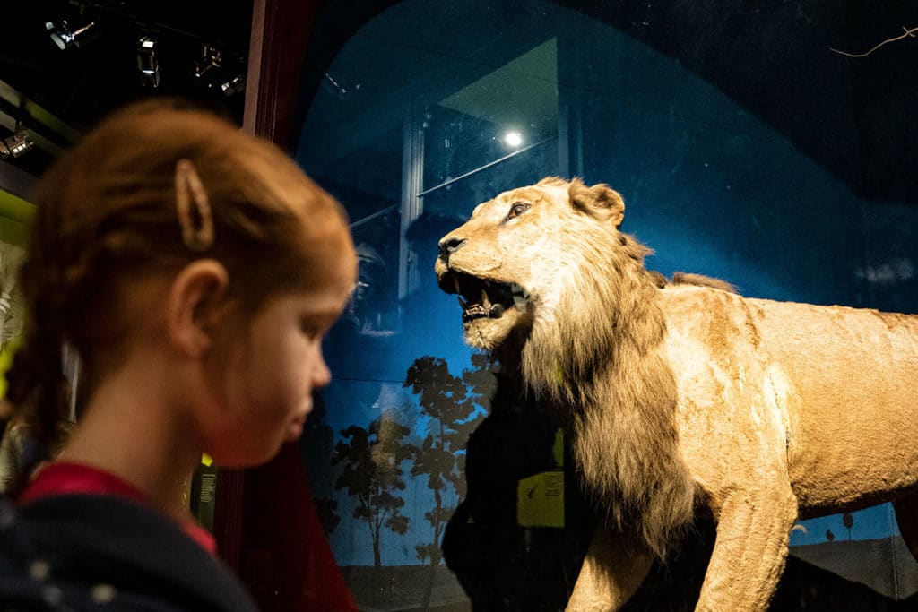 Lion au musée zoologique de Strasbourg