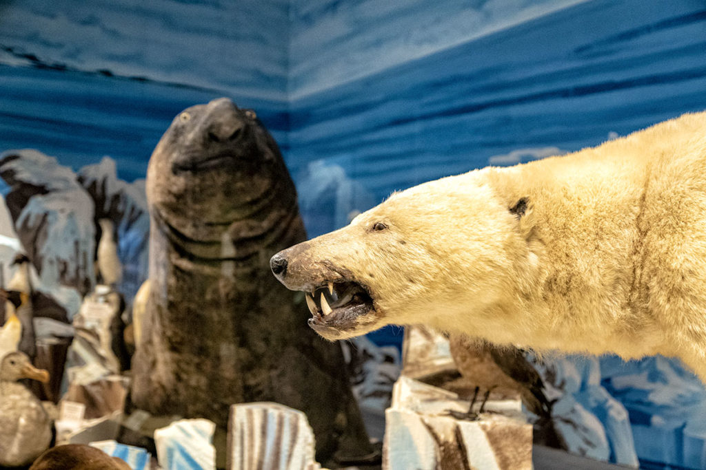 Ours et éléphant de mer au musée zoologique de Strasbourg