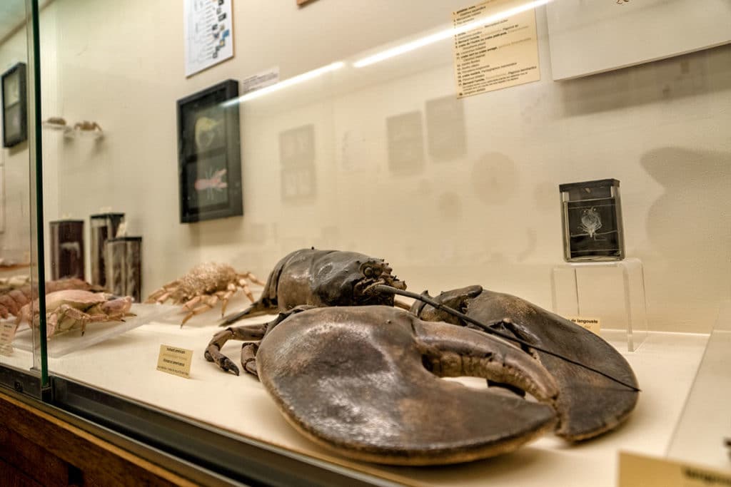 Homard américain au musée zoologique de Strasbourg