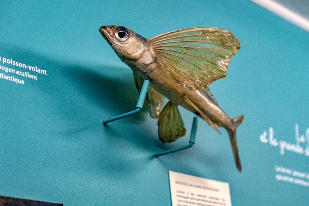 Poisson volant au musée zoologique de Strasbourg