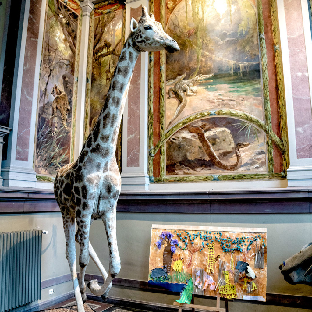 Girafe au musée zoologique de Strasbourg
