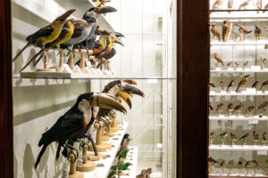 Musée zoologique de Strasbourg