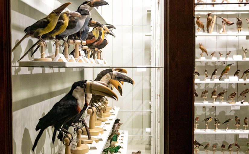 Musée zoologique de Strasbourg