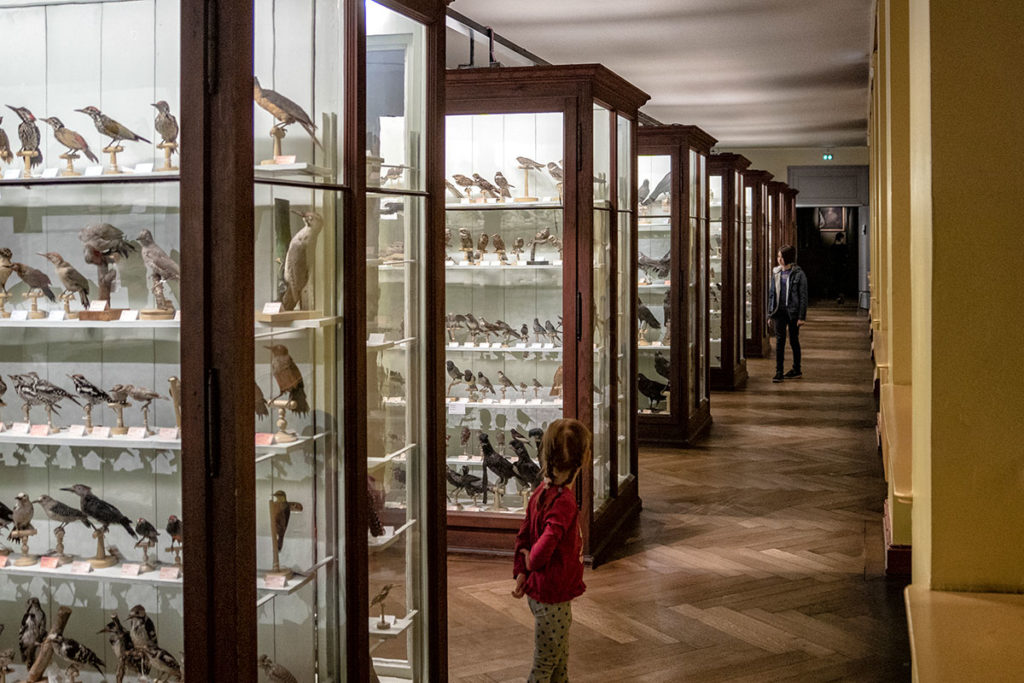 Collection d'oiseaux au musée zoologique de Strasbourg