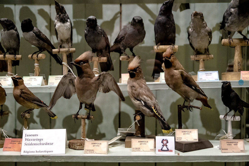 Oiseau alsacien au musée zoologique de Strasbourg