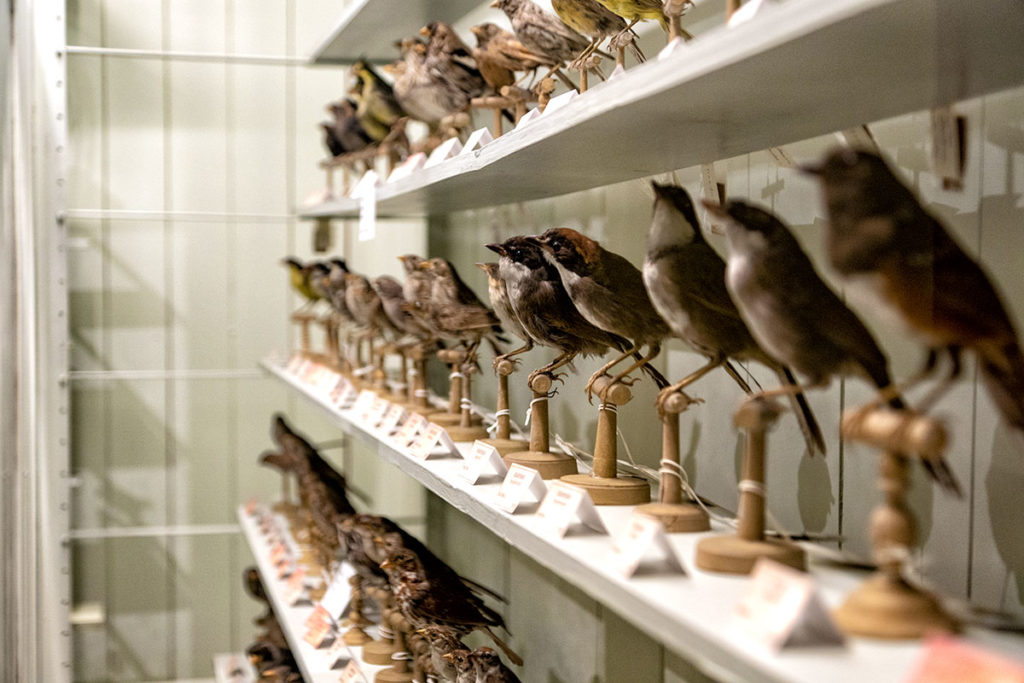 Oiseaux au musée zoologique de Strasbourg