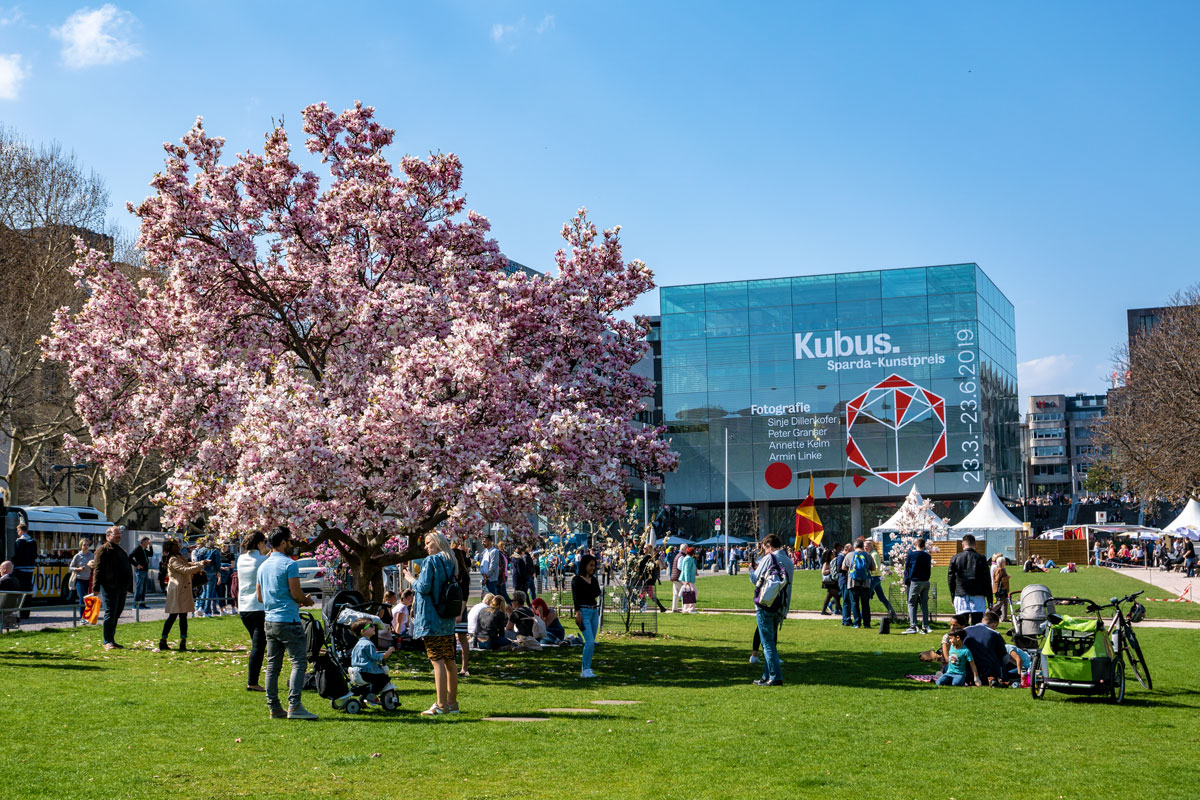 Magnolia en fleur sur la Schlossplatz à Stuttgart